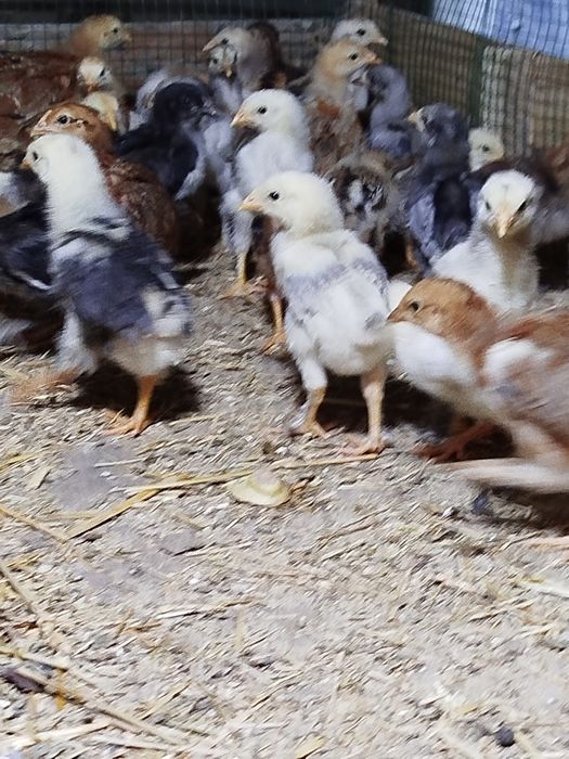 Циплята.жужалар. 20000 сумдан