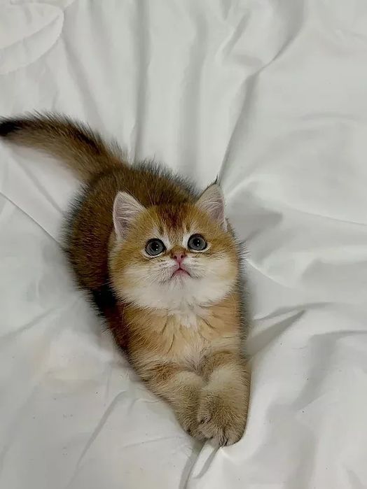 Роскошные котята