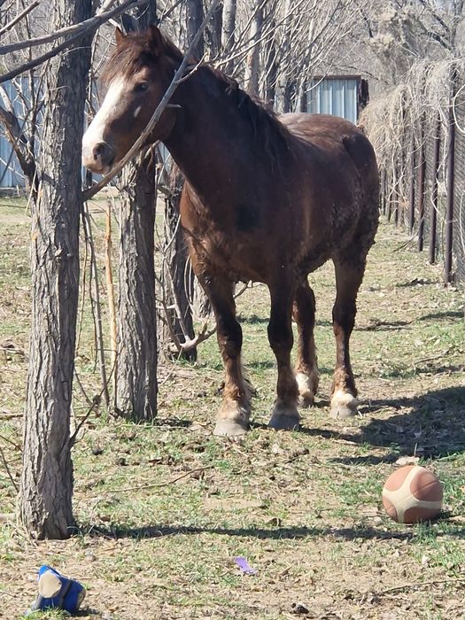 Бие кобыла тяжеловоз