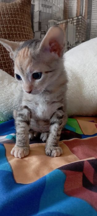 Донской сфинкс породы