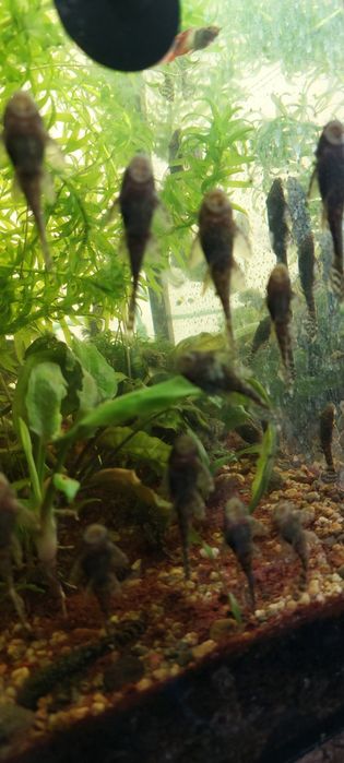 Продам сомиков..