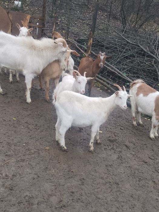 Ieduțe alpine cu sannen