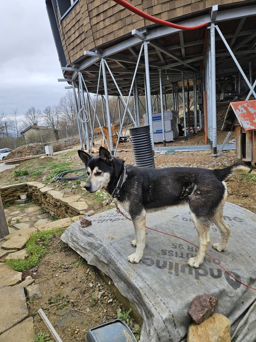 Куче за осиновяване