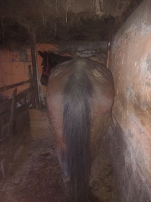 Cal de vânzare este foarte bună la ham facem orice peoba