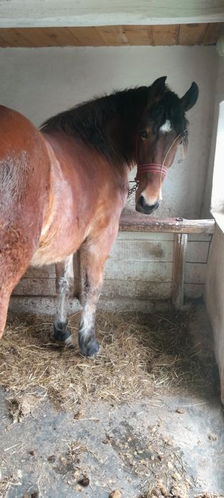 Vand manza invatata la ham