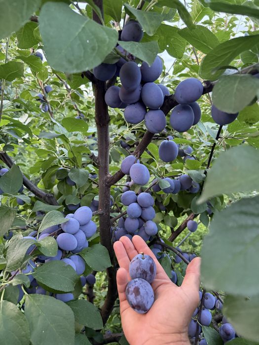 Prune Centenar Mari