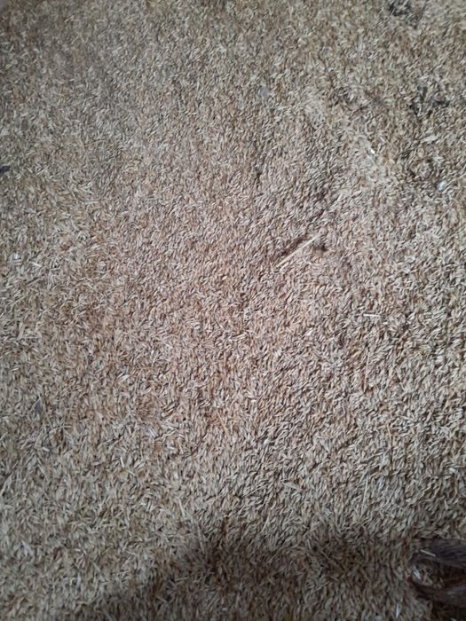 Vand orz  de toamna aproximativ o tona