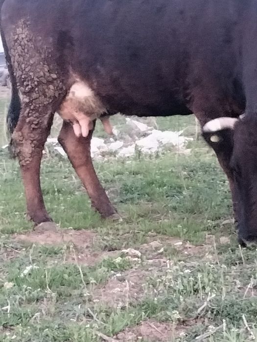 Корова с теленком