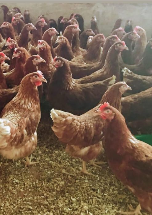 Куры продажа ламан Браун