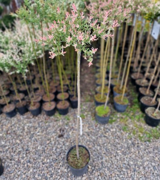 Salcie Japoneza la Ghiveci