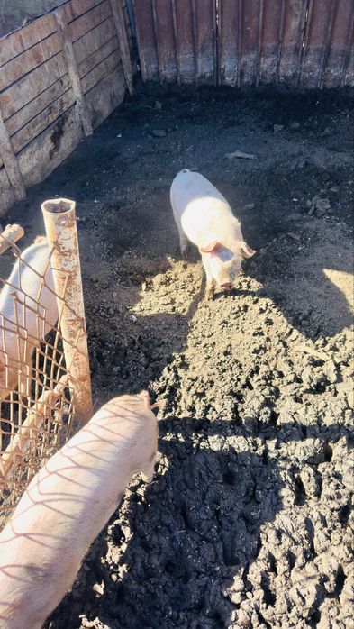 Поросята 3 месячные , свинки.