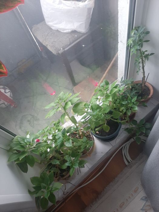 Продам комнатные растения разные