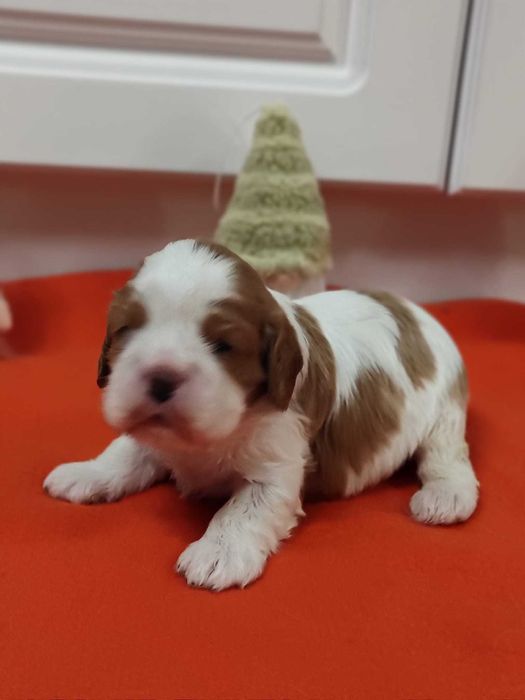 Vindem Fetita de Cavalier KCS din parinti campioni testati genetic