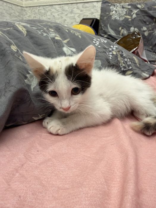 Отдам даром кошку