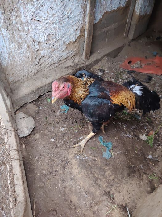 Дакан хуроз сотилади зотдор