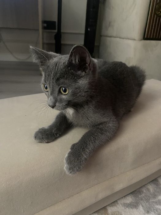Отдам котенка в хорошие руки