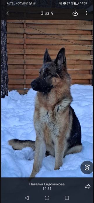 Продам щенят овчарки