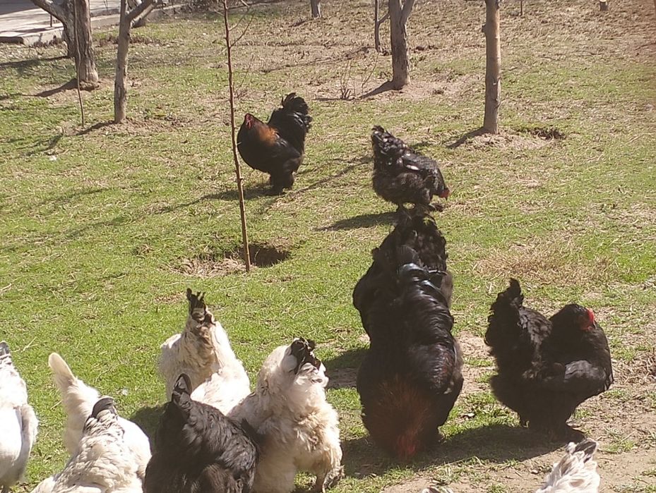 Петух, қораз сатамын