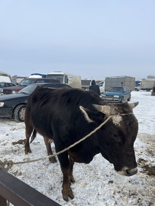 Бычок сатылады 2жасар