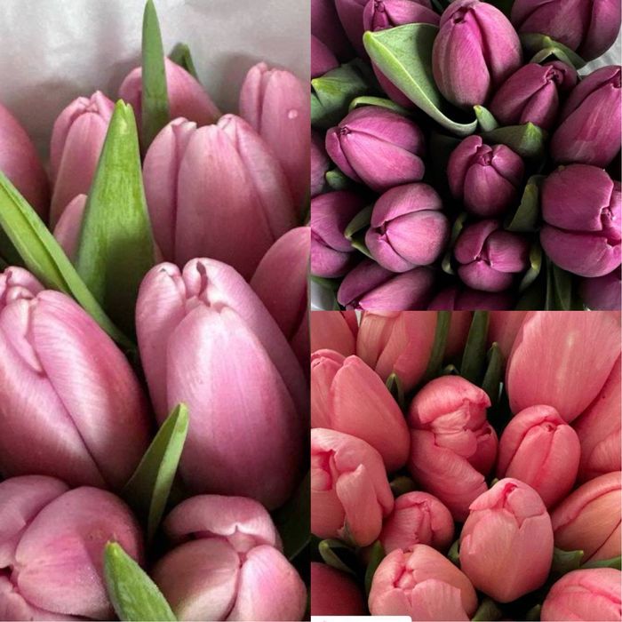 Тюльпаны Лолалар