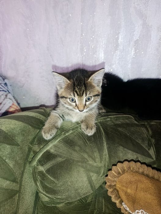 Отдам котят в хорошие руки
