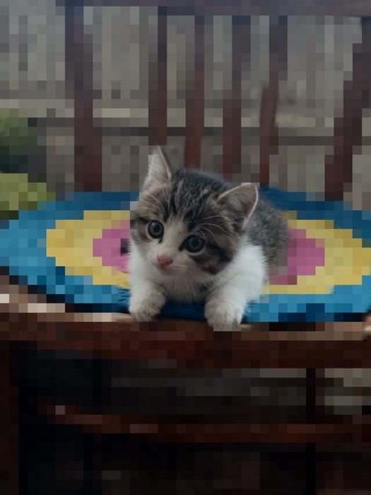Отдам котёнка в добрые руки