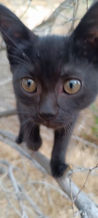 Кошечка которая приносит удачу