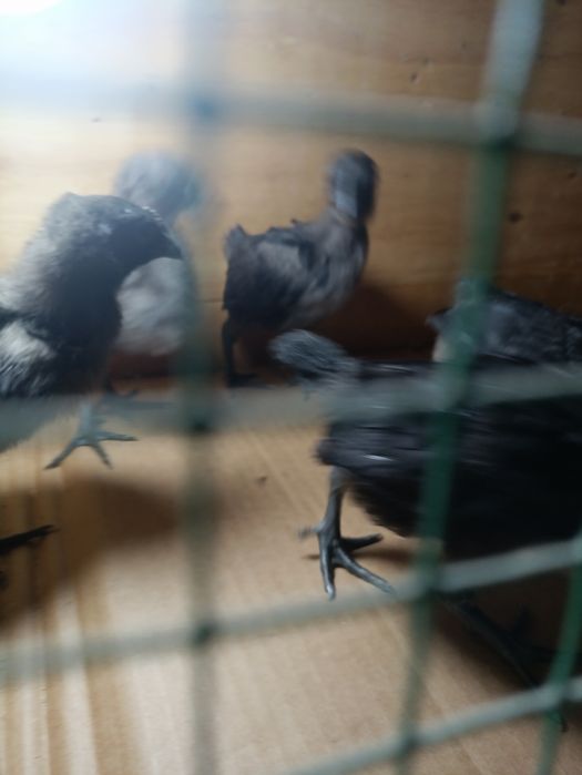 Ухейюл жужалари сотилади