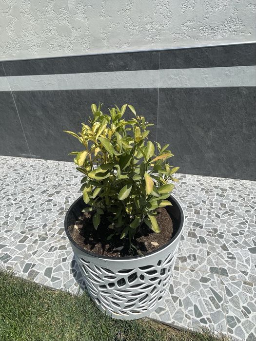 Агава для вашего дома