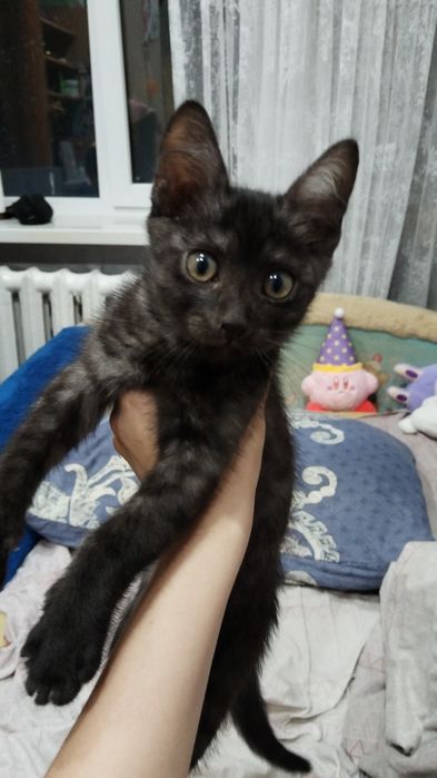Отдадим котенка в хорошие руки