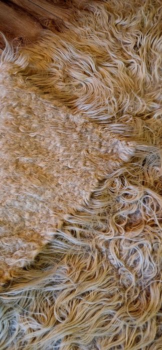 Plocad lână covor calitate superioară, fară miros, stare excelentă