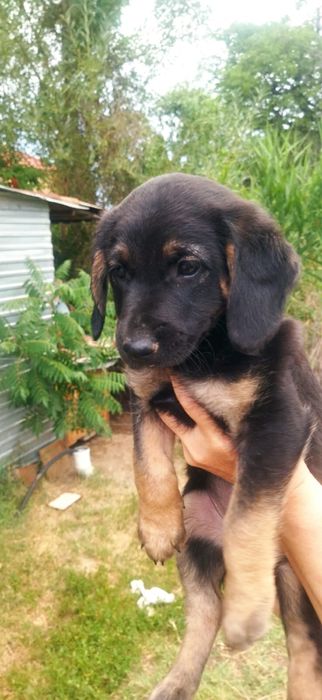 Отдам щенков даром