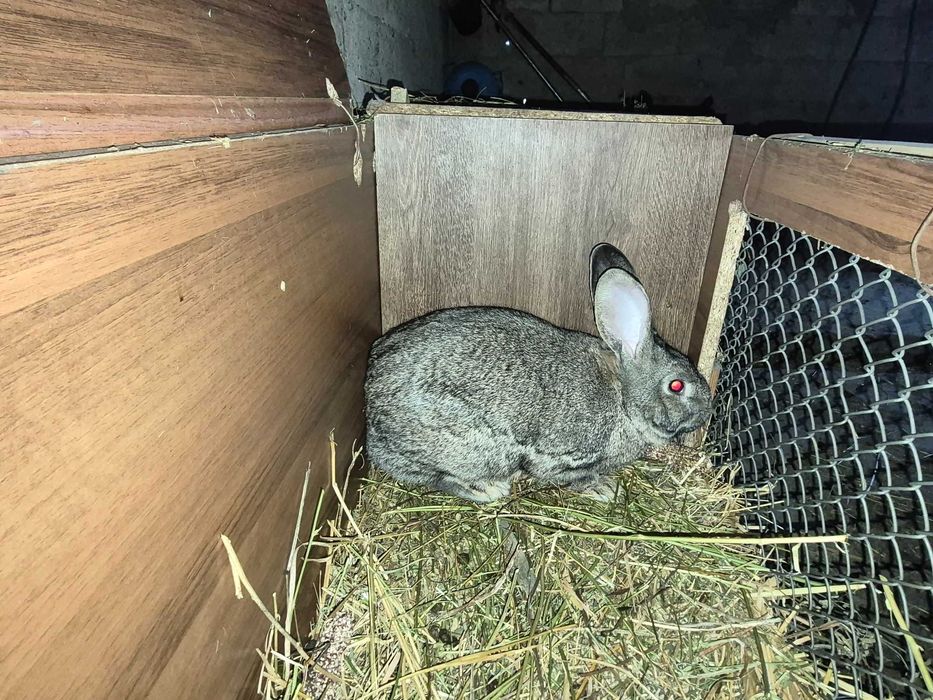 Iepuri varsta 8 luni 1 an