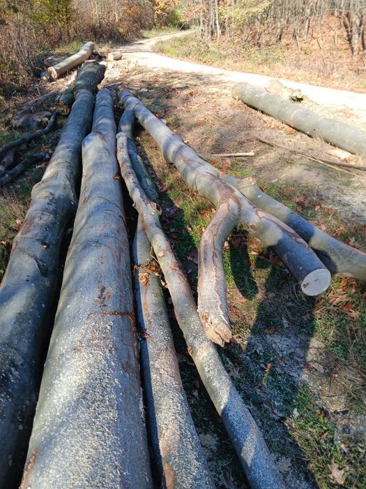 Lemn de foc esență tare