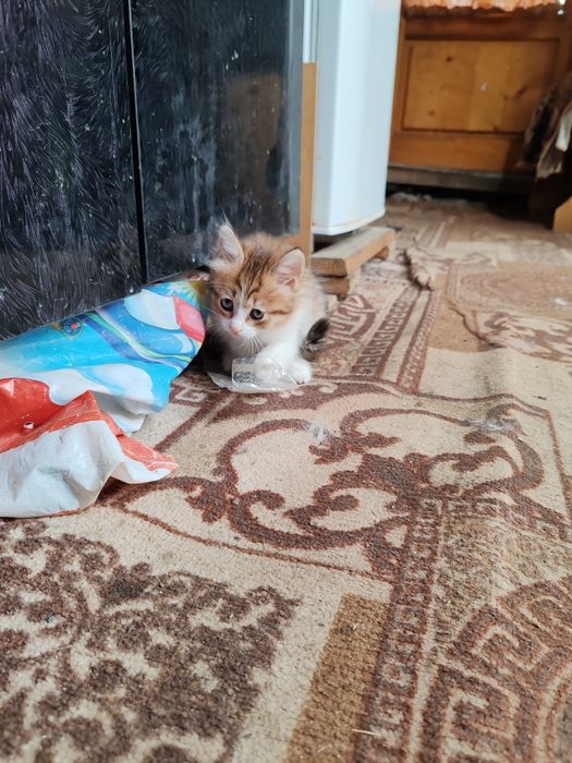 Отдам котят в добрые руки