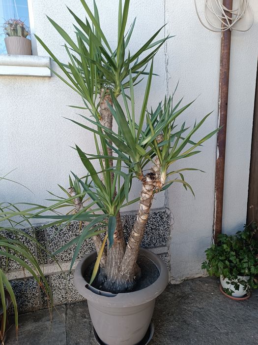 Продавам Yucca 30