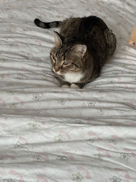 Домашние животные