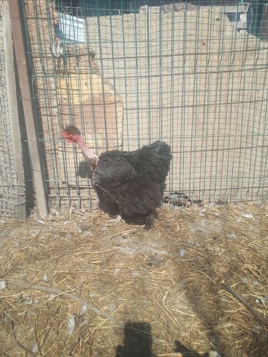 Яйца инкубационные Голошеек.