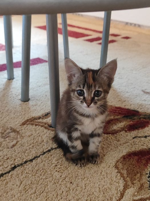 Отдадим котят бауырластар 2