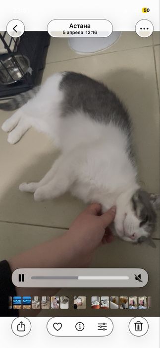 Пристраивается кот Мурзик! Кастрирован