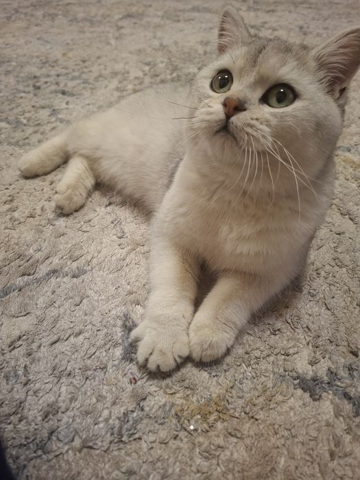 Тозза зотли мушук сотилади