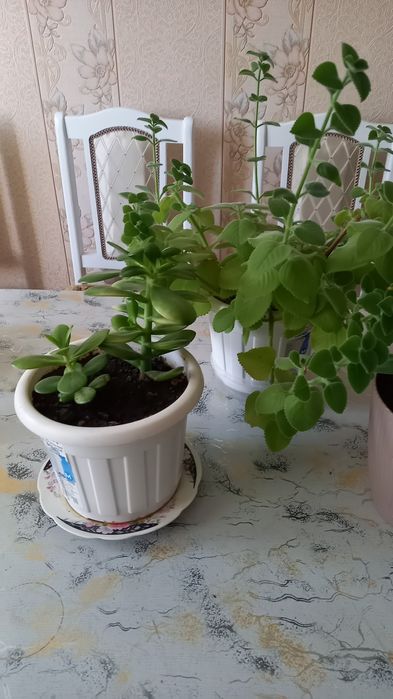 Продам комнатные  цветы