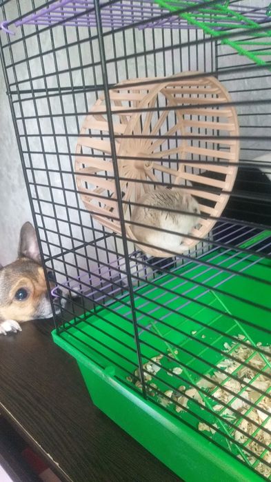 Продам клетку вместе с хомячком.
