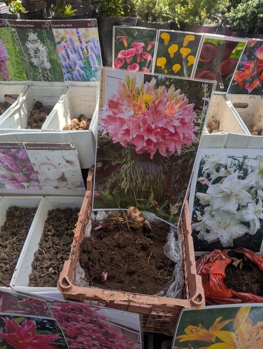 Продаются различные цветы