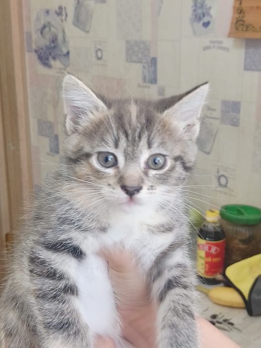 Отдам котят в добрые руки