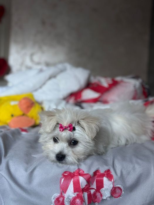 cățeluș bichon maltez