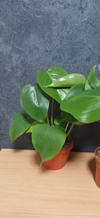 Комнатные растения от 2500