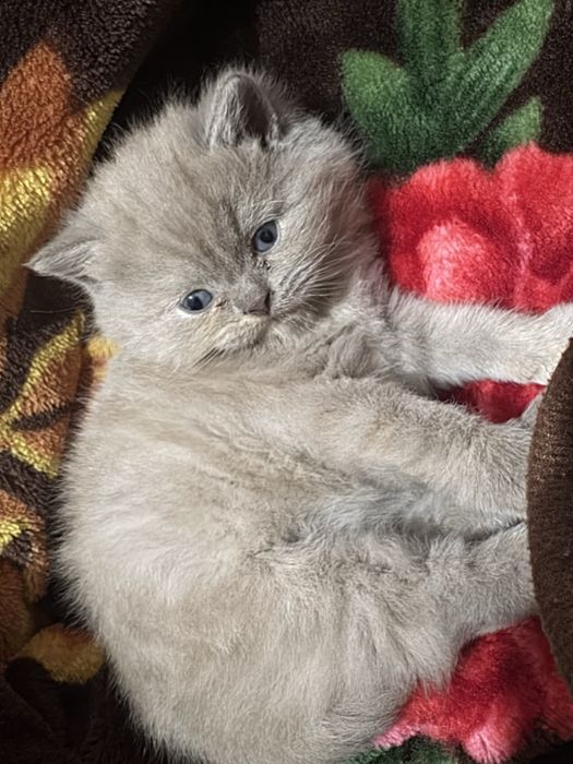 Skotsh strayt mushukcha