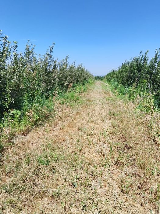 продам яблоневый сад