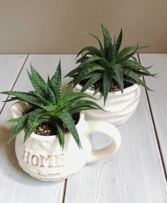 Алоэ остистое продаю